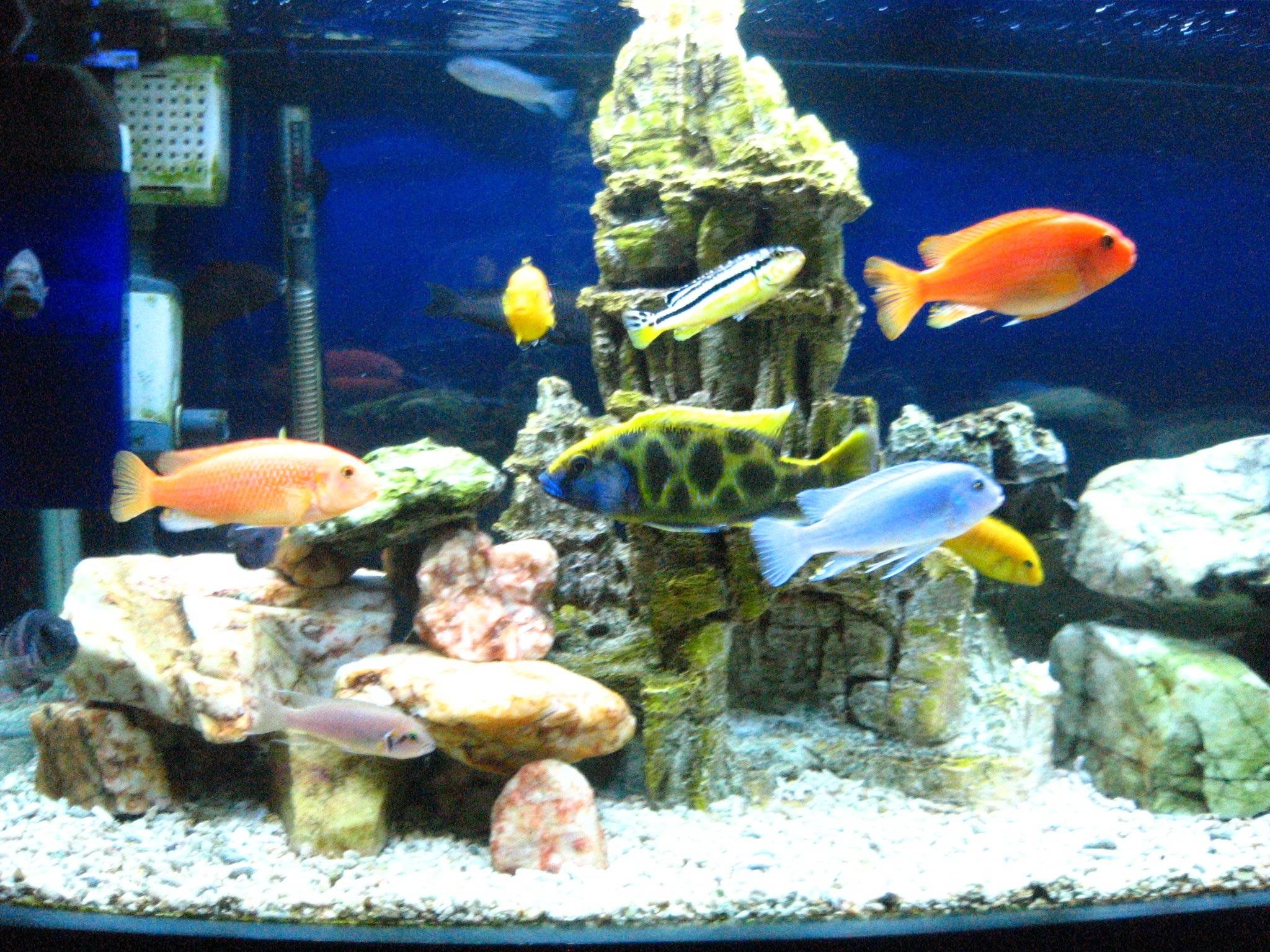 Cichlid Family